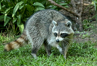 RACOON (Procyon lotor)