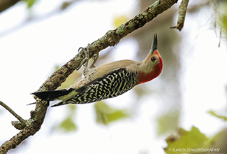 RED BELLIED WOODPECKER (Melanerpes carolinus)