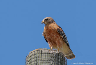 RED SHOULDERED HAWK (Buteo lineatus)