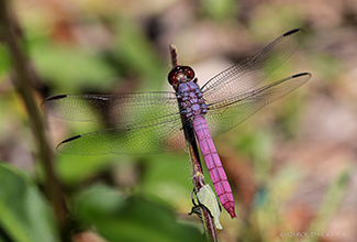 ROSEATE SKIMMER (Orthemis ferruginea)