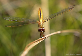 SCARLET SKIMMER - FEMALE (Crocothemis servilla)