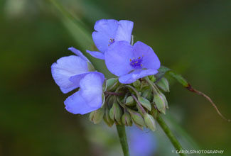 SPIDERWORT (Tradescantia ohiensis)