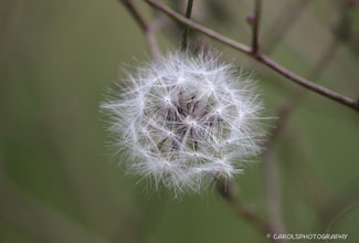 TASSEL FLOWER SEEDHEAD (Emilia fosbergii)