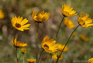 TICKSEED FLOWER (Coreopsis)