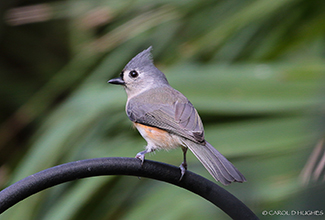 TUFTED TITMOUSE (Baeolophus bicolor)