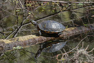 YELLOW BELLIED SLIDER (Trachemys scripta scripta) 