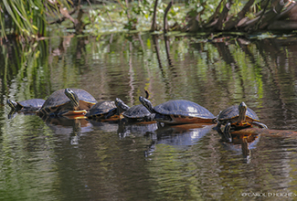 YELLOW BELLIED SLIDER (Trachemys scripta scripta)