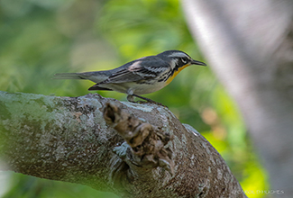 YELLOW THROATED WARBLER (Setophaga dominica)