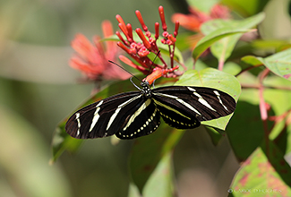 ZEBRA LONGWING (Heliconius charithonia)