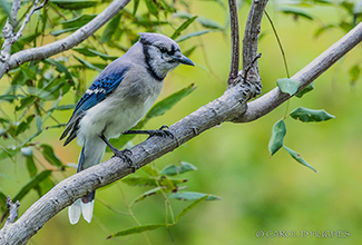 BLUE JAY (Cyanocitta cristata)