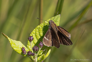 CLOUDED SKIPPER (Lerema accius)