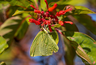 CLOUDLESS SULPHUR (Phoebis sennae)