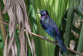 COMMON GRACKLE (Quiscalus quisculap)