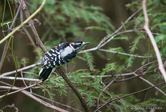 DOWNY WOODPECKER (Picoides pubescens)