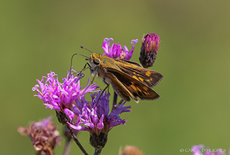 FIERY SKIPPER (Hylephila phyleus)