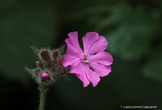 RED CAMPION (Silene dioica)