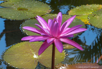 RED WATER LILY (Nymphaea rubra)