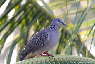 SPOTTED DOVE (Streptopelia chinensis)