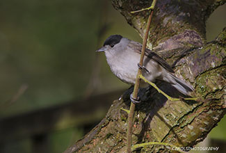 BLACKCAP (sylvia atricapilla)