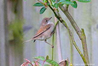 COMMON WHITETHROAT (Sylvia communis)