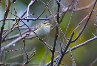 YELLOW BROWED WARBLE (Phylloscopus inornatus)