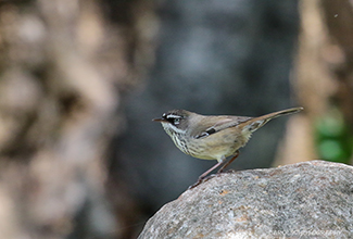 WHITE BROWED SCRUBWREN - SPOTTED FORM (Sericornis maculatus)