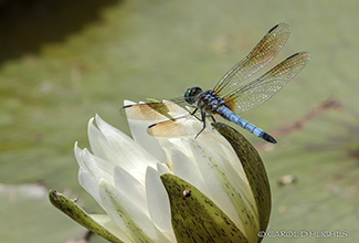 BLUE DASHER (Pachydiplax longipennis)