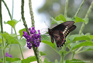 GOLD RIM SWALLOWTAIL (Battus polydama)