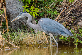 GREAT BLUE HERON (Ardea herodias)