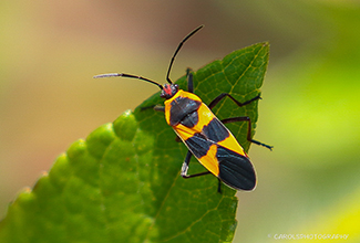 LARGE MILKWEED BUG (Oncopeltus fasciatu)