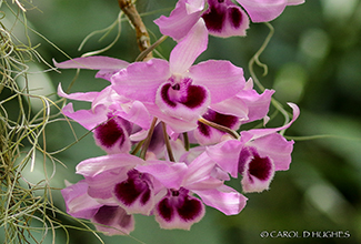 ORCHID A