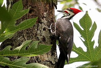 PILEATED WOODPECKER (Dryocopus pileatus)