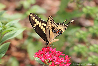 SWALLOWTAIL (Papilio cresphontes Cramer)