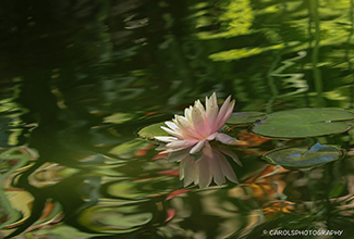 WATER LILLY (Nymphaeaceae)