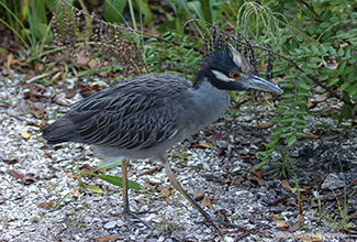 YELLOW-CROWNED NIGHT HERON(Nyctanassa violacea)