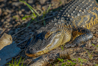 AMERICAN ALLIGATOR (Alligator mississippiensis)