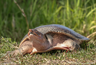 FLORIDA SOFT SHELL TURTLE (Apalone ferox)