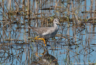 LESSER YELLOWLEGS (Tringa flavipes)