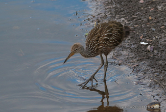 LIMPKIN - JUVENILE (Aramus guarauna)