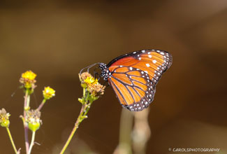 MONARCH (Danaus plexippus)