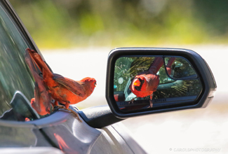 NORTHERN CARDINAL (Cardinalis cardinalis)