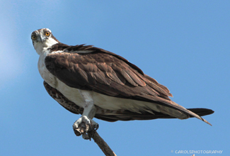 OSPREY (Pandion haliaetus)