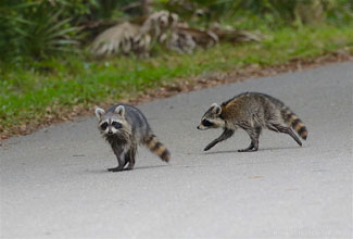 RACCOON (Procyon lotor)