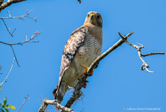 RED SHOULDERED HAWK (Buteo lineatus)