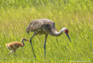 SANDHILL CRANE - ADULT & JUVENILE (Grus canadensis)