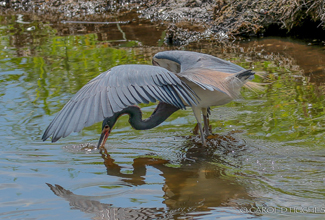 TRICOLORED HERON (Egretta tricolor)