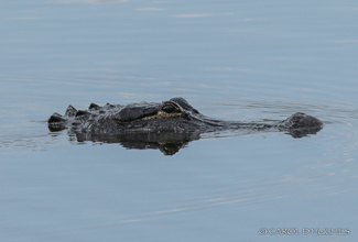 AMERICAN ALLIGATOR (Alligator mississippiensis)