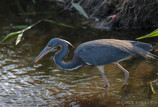 TRICOLORED HERON (Egretta tricolor)