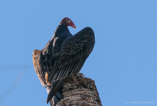 TURKEY VULTURE (Cathartes aura)