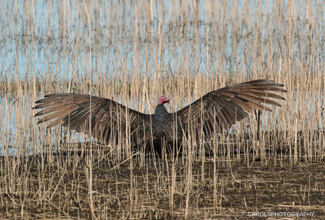 TURKEY VULTURE (Cathartes aura)